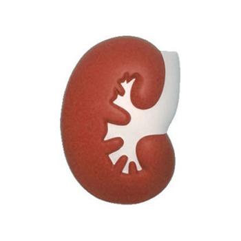 Kidney Shape Stress Reliver